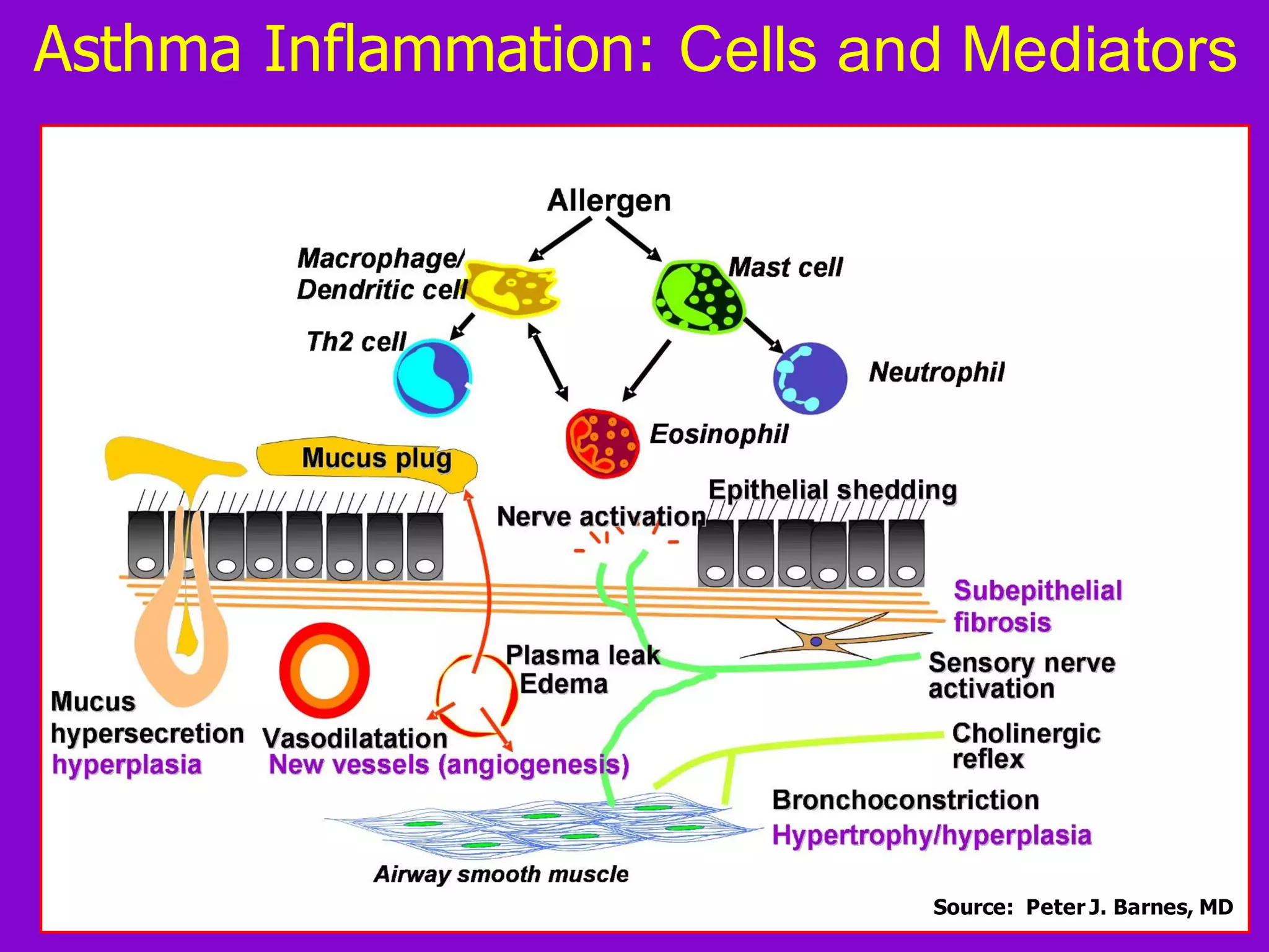 Source: Peter J. Barnes, MD
Asthma Inflammation: Cells and Mediators
 