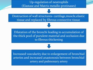 Up-regulation of neutrophils 
(Elastase and Matrix metallo-protinases) 
Destruction of wall structures- cartilage,muscle,elastic 
tissue and replaced by fibrous connective tissue 
Dilatation of the bronchi leading to accumulation of 
the thick pool of purulent material and occlusion due 
to fibrous thickening 
Increased vascularity due to enlargement of bronchial 
arteries and increased anastonosis between bronchial 
artery and pulmonary artery 
 