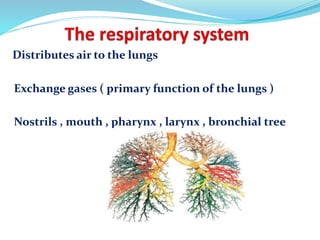 Distributes air to the lungs
Exchange gases ( primary function of the lungs )
Nostrils , mouth , pharynx , larynx , bronchial tree
 