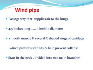 Wind pipe
 Passage way that supplies air to the lungs
 4.5 inches long ……. 1 inch in diameter
 smooth muscle & several C shaped rings of cartilage
which provides stability & help prevent collapse
 Start in the neck , divided into two main branches
 