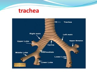 trachea
 