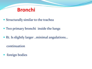 Bronchi
 Structurally similar to the trachea
 Two primary bronchi inside the lungs
 Rt. Is slightly larger ..minimal angulations…
continuation
 foreign bodies
 