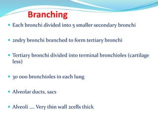 Branching
 Each bronchi divided into 5 smaller secondary bronchi
 2ndry bronchi branched to form tertiary bronchi
 Tertiary bronchi divided into terminal bronchioles (cartilage
less)
 30 000 bronchioles in each lung
 Alveolar ducts, sacs
 Alveoli …. Very thin wall 2cells thick
 