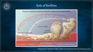 Role of Biofilms 
Adapted from Beckford-Ball J. http://woundsinternational.wordpress.com 
 