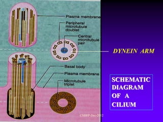 DYNEIN ARM



                 SCHEMATIC
                 DIAGRAM
                 OF A
                 CILIUM
CSBRP-Dec-2012
 