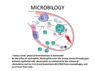 MICROBILOGY
“vicious circle” phase of bronchiectasis is dominated
by the influx of neutrophils. Neutrophils enter the airway lumina through gaps
between epithelial cells ,Neutrophils are attracted by the release of
chemokines such as in IL-8 and leukotriene B4 (LTB4) from macrophages, and
IL-17 from Th17 cells ,
 