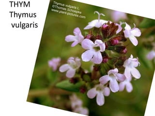 THYM
Thymus
vulgaris
 