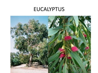 EUCALYPTUS
SUITE GRIPPE
 