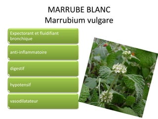 MARRUBE BLANC
Marrubium vulgare
Expectorant et fluidifiant
bronchique
anti-inflammatoire
digestif
hypotensif
vasodilatateur
 