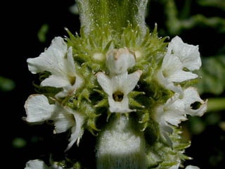 MARRUBE BLANC
Marrubium vulgare
• Expectorant et fluidifiant bronchique
• anti-inflammatoire
• digestif
• hypotensif
• vasodilatateur
 