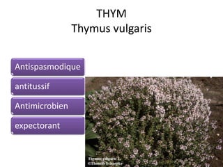 THYM
Thymus vulgaris
Antispasmodique
antitussif
Antimicrobien
expectorant
 