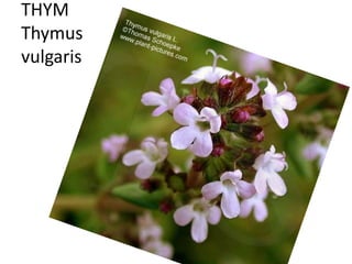 THYM
Thymus
vulgaris
 