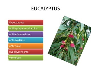 EUCALYPTUS
Expectorante
antiseptique respiratoire
anti-inflammatoire
anti-oxydante
anti-virale
hypoglycémiante
vermifuge
 