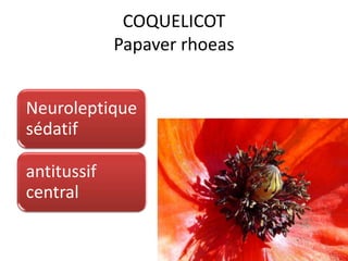 COQUELICOT
Papaver rhoeas
Neuroleptique
sédatif
antitussif
central
 