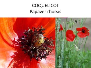 COQUELICOT
Papaver rhoeas
 