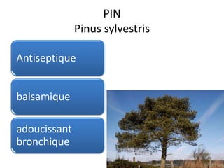 PIN
Pinus sylvestris
Antiseptique
balsamique
adoucissant
bronchique
 