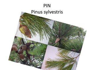 PIN
Pinus sylvestris
 