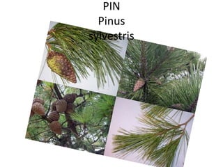 PIN
Pinus
sylvestris
 