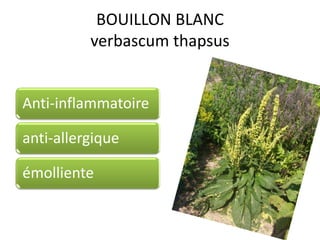 BOUILLON BLANC
verbascum thapsus
Anti-inflammatoire
anti-allergique
émolliente
 