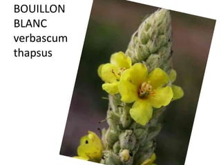 BOUILLON
BLANC
verbascum
thapsus
 