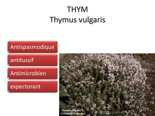 THYM
Thymus vulgaris
Antispasmodique
antitussif
Antimicrobien
expectorant
 