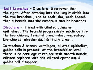 Left bronchus – 5 cm long, & narrower then
the right. After entering into the lung it divide into
the two branches , one to each lobe, each branch
then subdivide into the numerous smaller branches.
Structure – it lined with ciliated columnar
epithelium. The bronchi progressively subdivide into
the bronchioles, terminal bronchioles, respiratory
bronchioles, alveolar duct & finally alveoli.
In trachea & bronchi cartilages, ciliated epithelium,
goblet cells is present, at the bronchiolar level
there is no cartilage it replace with smooth muscle,
ciliated replaced with non-ciliated epithelium &
goblet cell disappear.
 