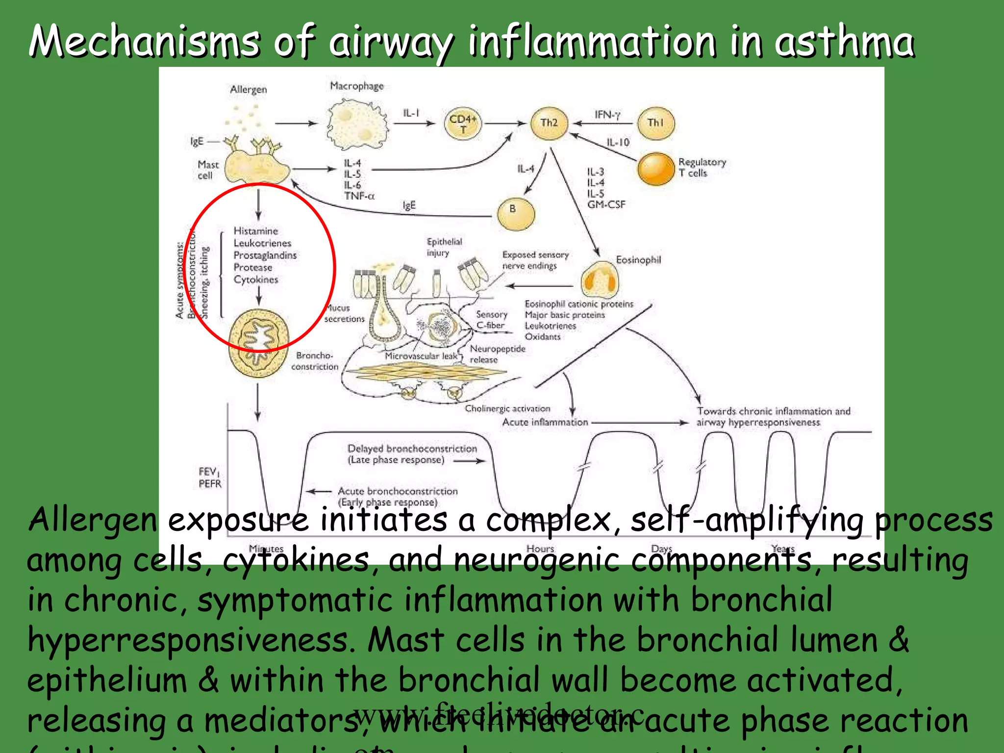Mechanisms of airway inflammation in asthma Allergen exposure initiates a complex, self-amplifying process among cells, cytokines, and neurogenic components, resulting in chronic, symptomatic inflammation with bronchial hyperresponsiveness. Mast cells in the bronchial lumen & epithelium & within the bronchial wall become activated, releasing a mediators, which initiate an acute phase reaction (within min), including bronchospasm, resulting in airflow obstruction.  www.freelivedoctor.com 