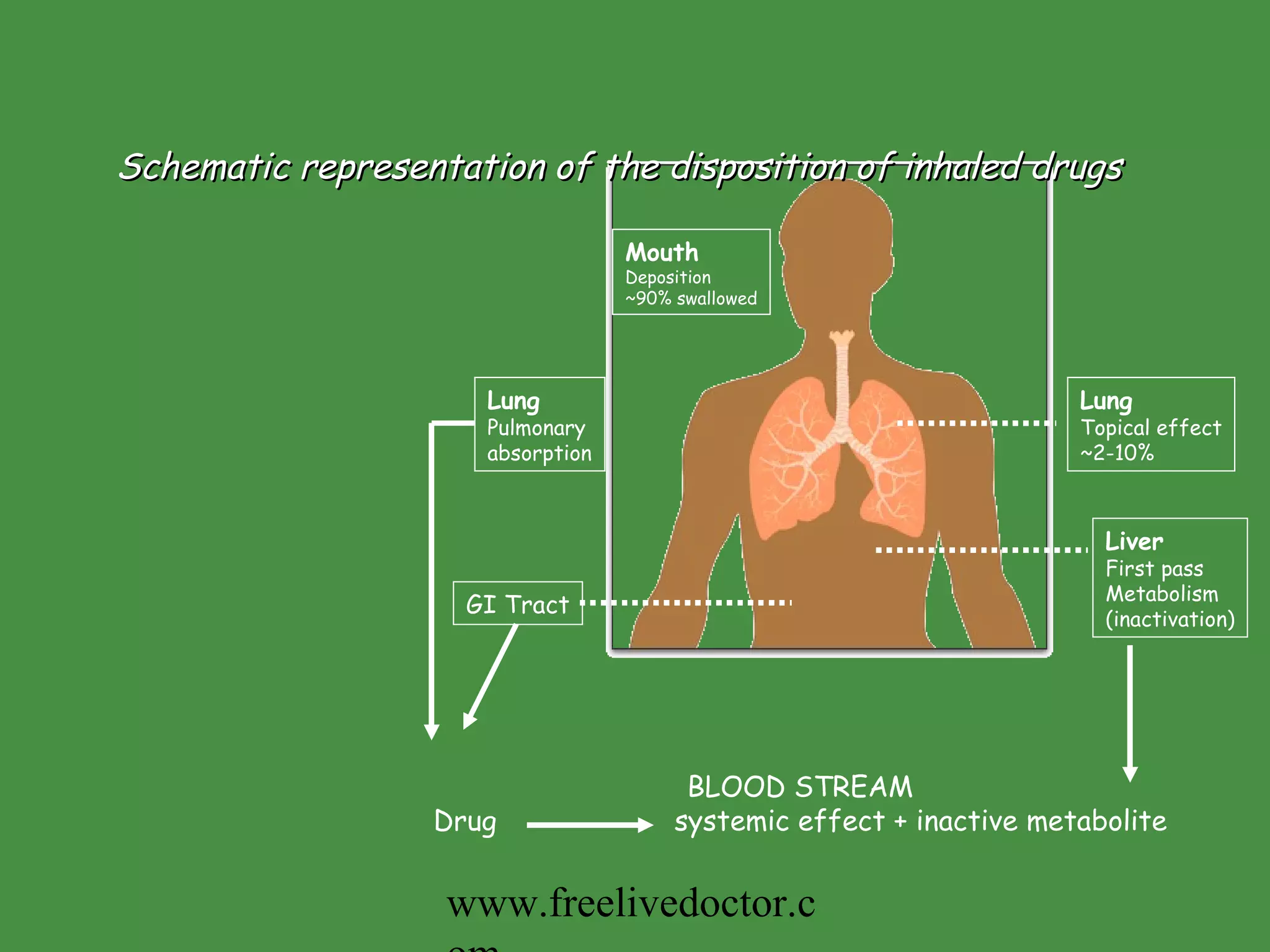 Schematic representation of the disposition of inhaled drugs Lung Topical effect ~2-10% Liver First pass Metabolism (inactivation) GI Tract Mouth Deposition ~90% swallowed Lung Pulmonary  absorption BLOOD STREAM Drug  systemic effect + inactive metabolite www.freelivedoctor.com 