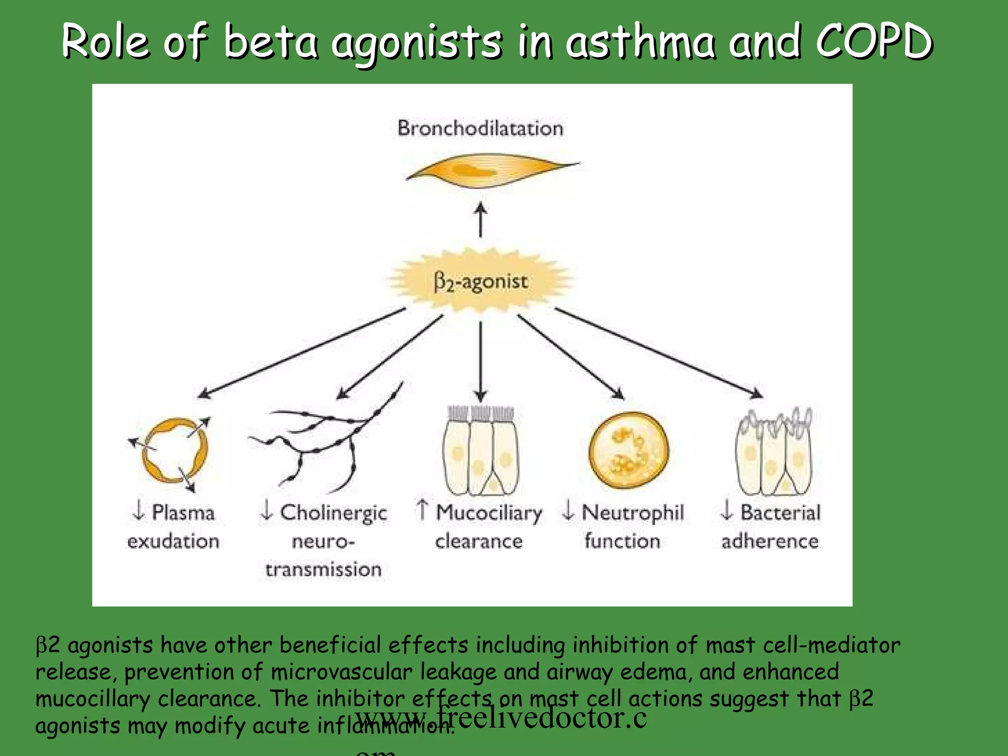 Role of beta agonists in asthma and COPD  2 agonists have other beneficial effects including inhibition of mast cell-mediator release, prevention of microvascular leakage and airway edema, and enhanced mucocillary clearance. The inhibitor effects on mast cell actions suggest that   2 agonists may modify acute inflammation. www.freelivedoctor.com 