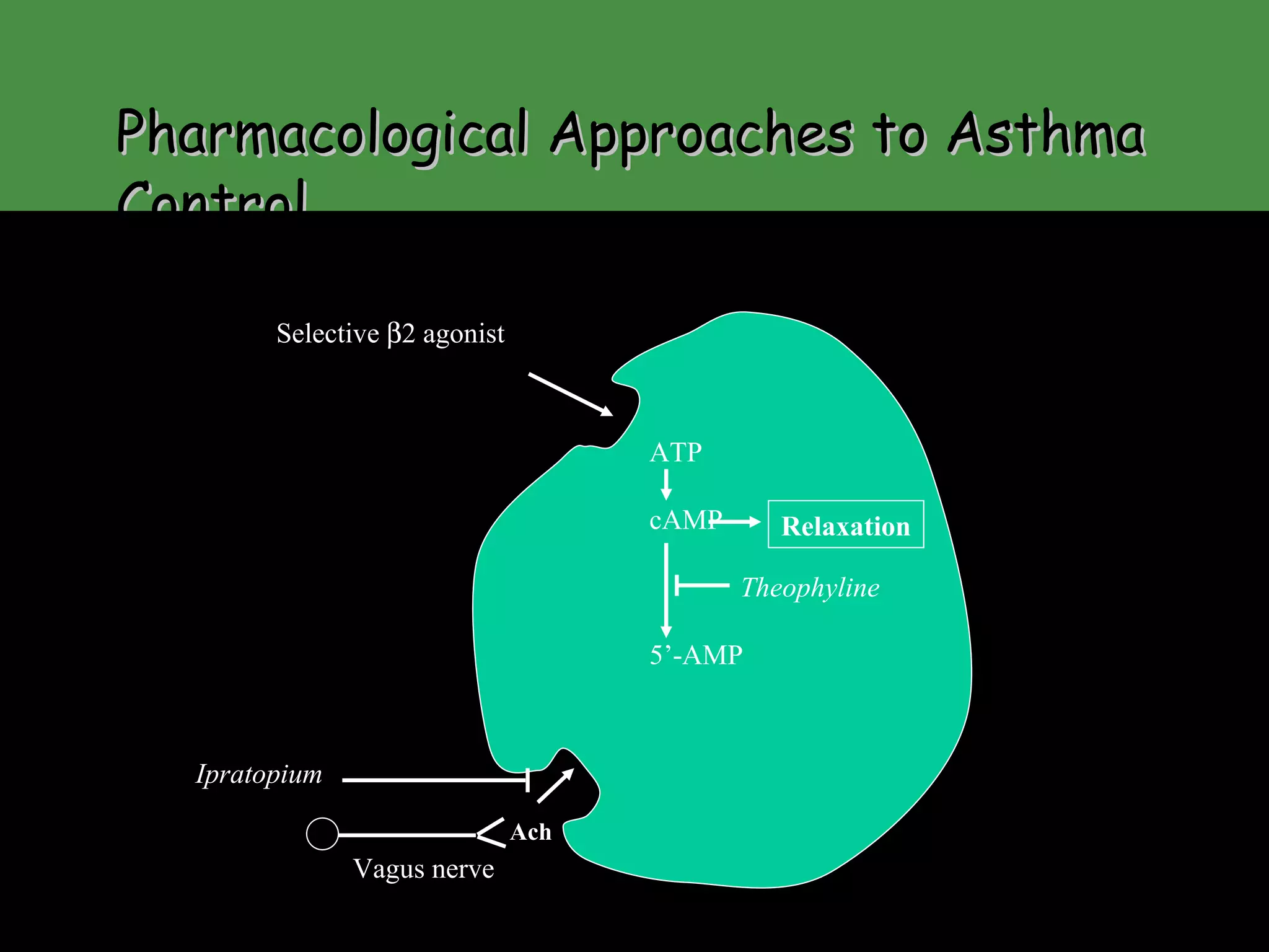 Pharmacological Approaches to Asthma Control Selective   2 agonist ATP cAMP Theophyline 5’-AMP Relaxation Ach Ipratopium Vagus nerve www.freelivedoctor.com 