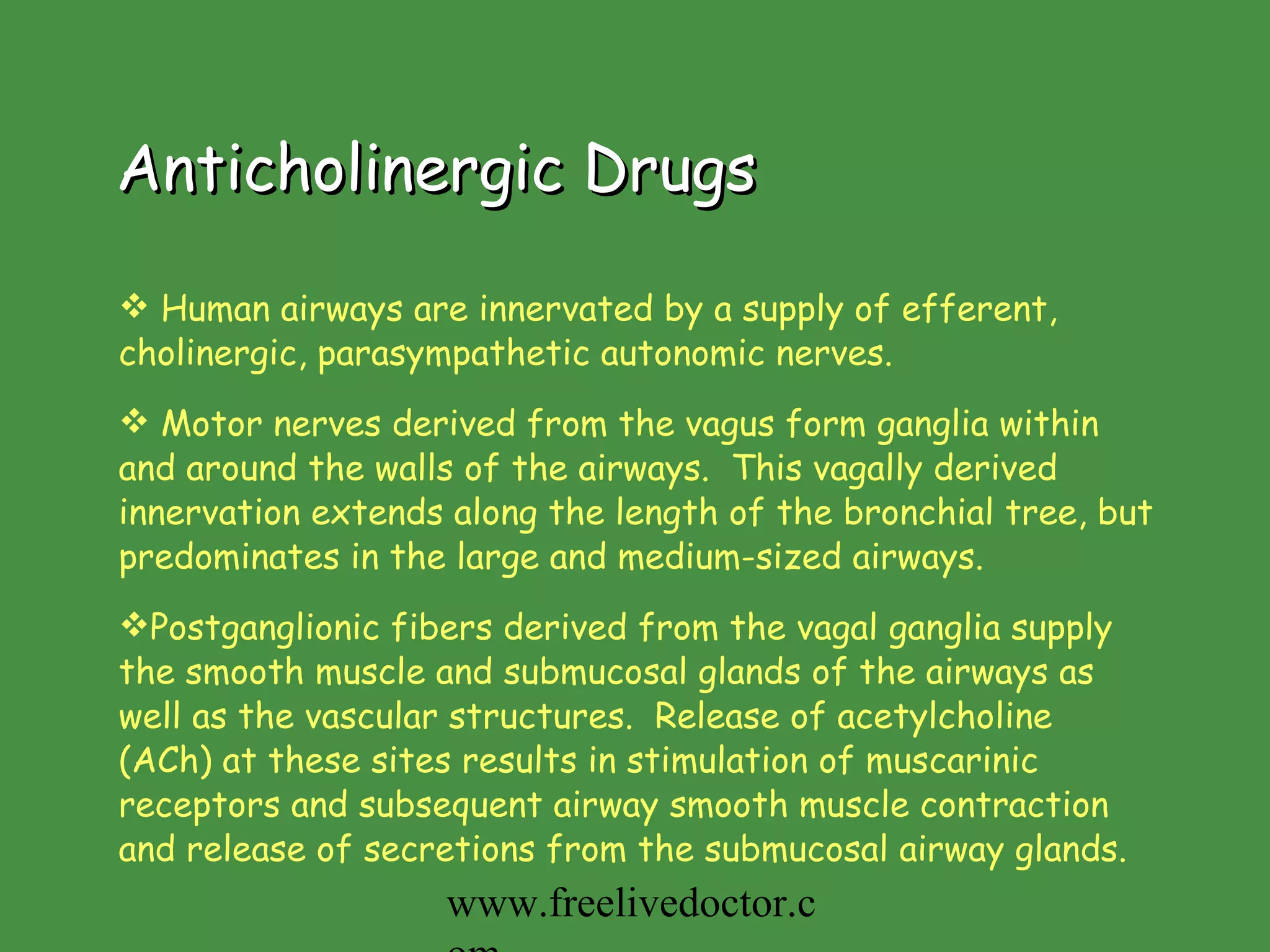 Anticholinergic Drugs Human airways are innervated by a supply of efferent, cholinergic, parasympathetic autonomic nerves.  Motor nerves derived from the vagus form ganglia within and around the walls of the airways.  This vagally derived innervation extends along the length of the bronchial tree, but predominates in the large and medium-sized airways.  Postganglionic fibers derived from the vagal ganglia supply the smooth muscle and submucosal glands of the airways as well as the vascular structures.  Release of acetylcholine (ACh) at these sites results in stimulation of muscarinic receptors and subsequent airway smooth muscle contraction and release of secretions from the submucosal airway glands. www.freelivedoctor.com 