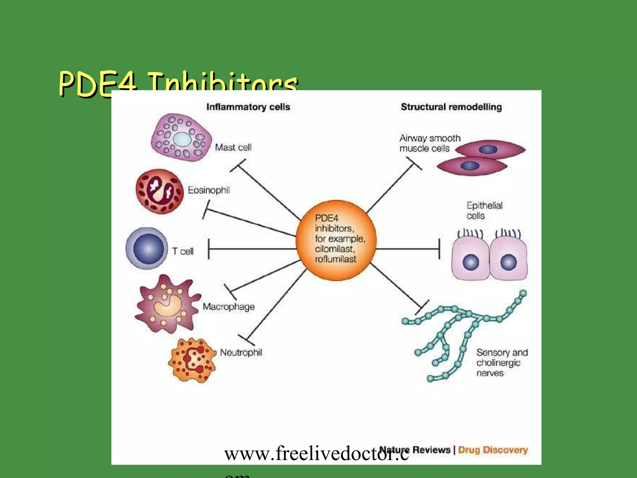 PDE4 Inhibitors www.freelivedoctor.com 