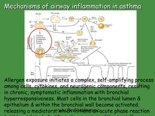 Mechanisms of airway inflammation in asthma Allergen exposure initiates a complex, self-amplifying process among cells, cytokines, and neurogenic components, resulting in chronic, symptomatic inflammation with bronchial hyperresponsiveness. Mast cells in the bronchial lumen & epithelium & within the bronchial wall become activated, releasing a mediators, which initiate an acute phase reaction (within min), including bronchospasm, resulting in airflow obstruction.  www.freelivedoctor.com 