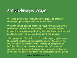 Anticholinergic Drugs Human airways are innervated by a supply of efferent, cholinergic, parasympathetic autonomic nerves.  Motor nerves derived from the vagus form ganglia within and around the walls of the airways.  This vagally derived innervation extends along the length of the bronchial tree, but predominates in the large and medium-sized airways.  Postganglionic fibers derived from the vagal ganglia supply the smooth muscle and submucosal glands of the airways as well as the vascular structures.  Release of acetylcholine (ACh) at these sites results in stimulation of muscarinic receptors and subsequent airway smooth muscle contraction and release of secretions from the submucosal airway glands. www.freelivedoctor.com 