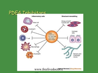 PDE4 Inhibitors www.freelivedoctor.com 