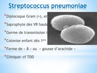 Streptococcus pneumoniae
*Diplocoque Gram (+), encapsulé
*Saprophyte des VR hautes
*Germe de transmission interhumaine
*Colonise enfant dès 1ers jours de vie
*Forme de « 8 » ou « gousse d’arachide »
*Clinique: cf TDD
 