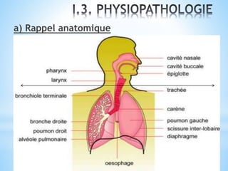 a) Rappel anatomique
 