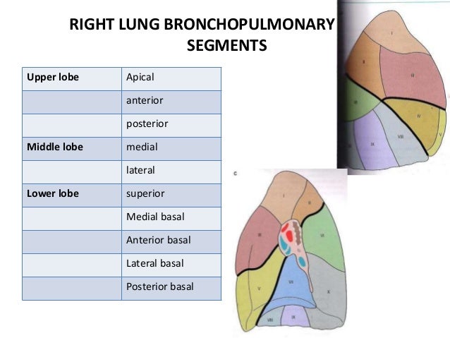 Bronchopulmonary segments