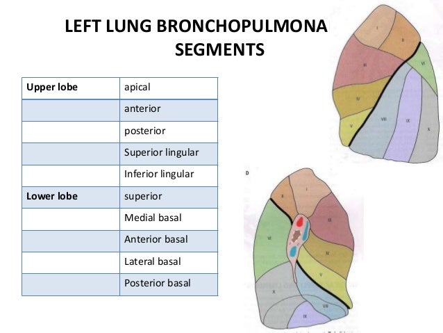 Bronchopulmonary segments