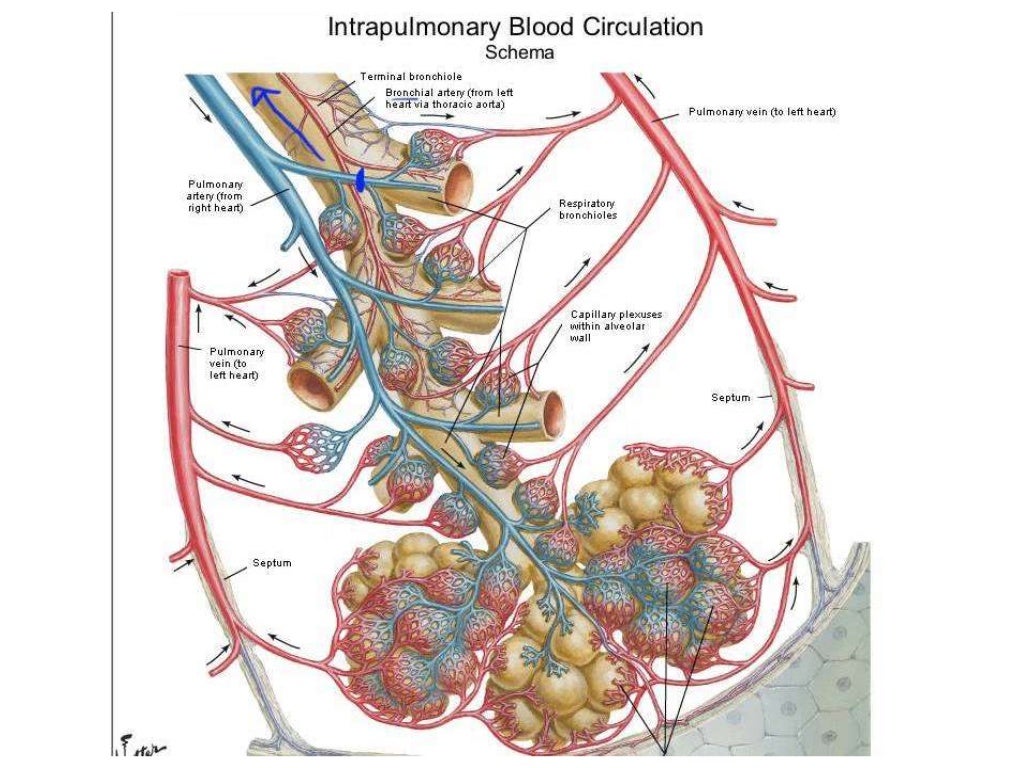 Bronchopulmonary segments