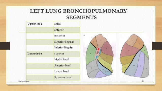 Bronchopulmonary segments