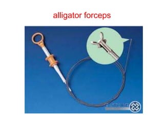 alligator forceps
 