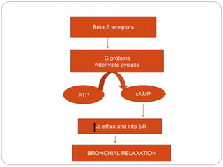Beta 2 receptors
cAMP
Ca efflux and into SR
G proteins
Adenylate cyclase
BRONCHIAL RELAXATION
ATP
 