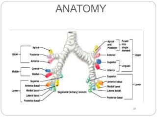 ANATOMY
 