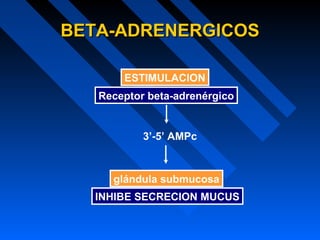 Receptor beta-adrenérgico
3’-5’ AMPc
glándula submucosa
ESTIMULACION
INHIBE SECRECION MUCUS
BETA-ADRENERGICOSBETA-ADRENERGICOS
 