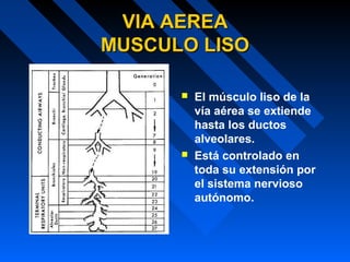 VIA AEREAVIA AEREA
MUSCULO LISOMUSCULO LISO
 El músculo liso de la
vía aérea se extiende
hasta los ductos
alveolares.
 Está controlado en
toda su extensión por
el sistema nervioso
autónomo.
 