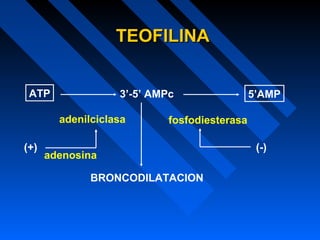 ATP 3’-5’ AMPc 5’AMP
adenilciclasa fosfodiesterasa
TEOFILINATEOFILINA
BRONCODILATACION
(+) (-)
adenosina
 