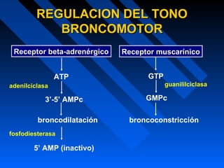 REGULACION DEL TONOREGULACION DEL TONO
BRONCOMOTORBRONCOMOTOR
Receptor beta-adrenérgico Receptor muscarínico
ATP
3’-5’ AMPc
broncodilatación
5’ AMP (inactivo)
GTP
GMPc
guanililciclasa
broncoconstricción
fosfodiesterasa
adenilciclasa
 