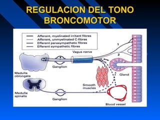 REGULACION DEL TONOREGULACION DEL TONO
BRONCOMOTORBRONCOMOTOR
 