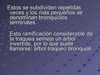 Estos se subdividen repetidas veces y los más pequeños se denominan bronquiolos terminales. Esta ramificación considerable de la traquea semeja un árbol invertido, por lo que suele llamarse: árbol traqueo bronquial. 